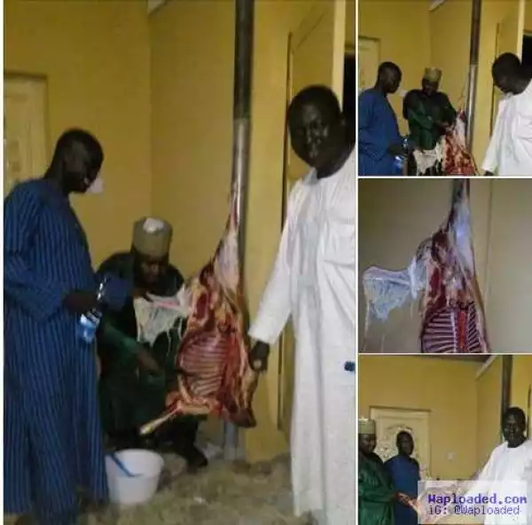 Gombe Men Slaughter Ram To Celebrate Buhari’s Arrival From London (Photos)